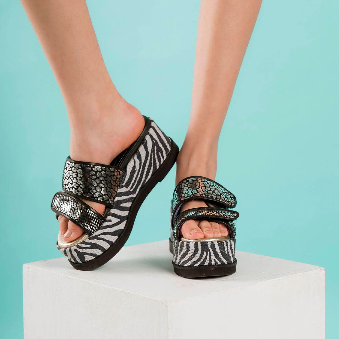 Molly Zebra